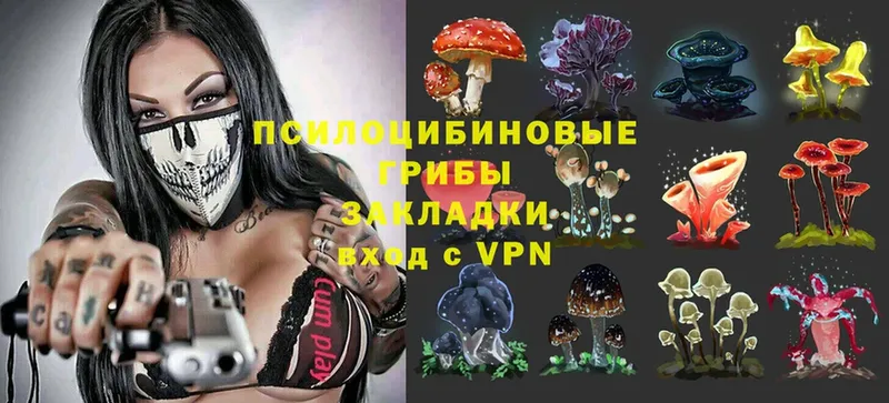 цены наркотик  Щучье  Галлюциногенные грибы Psilocybe 